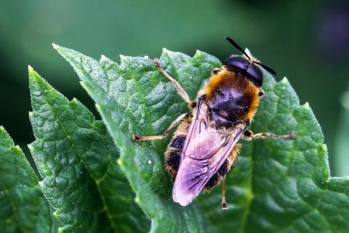 Stratiomys longicornis